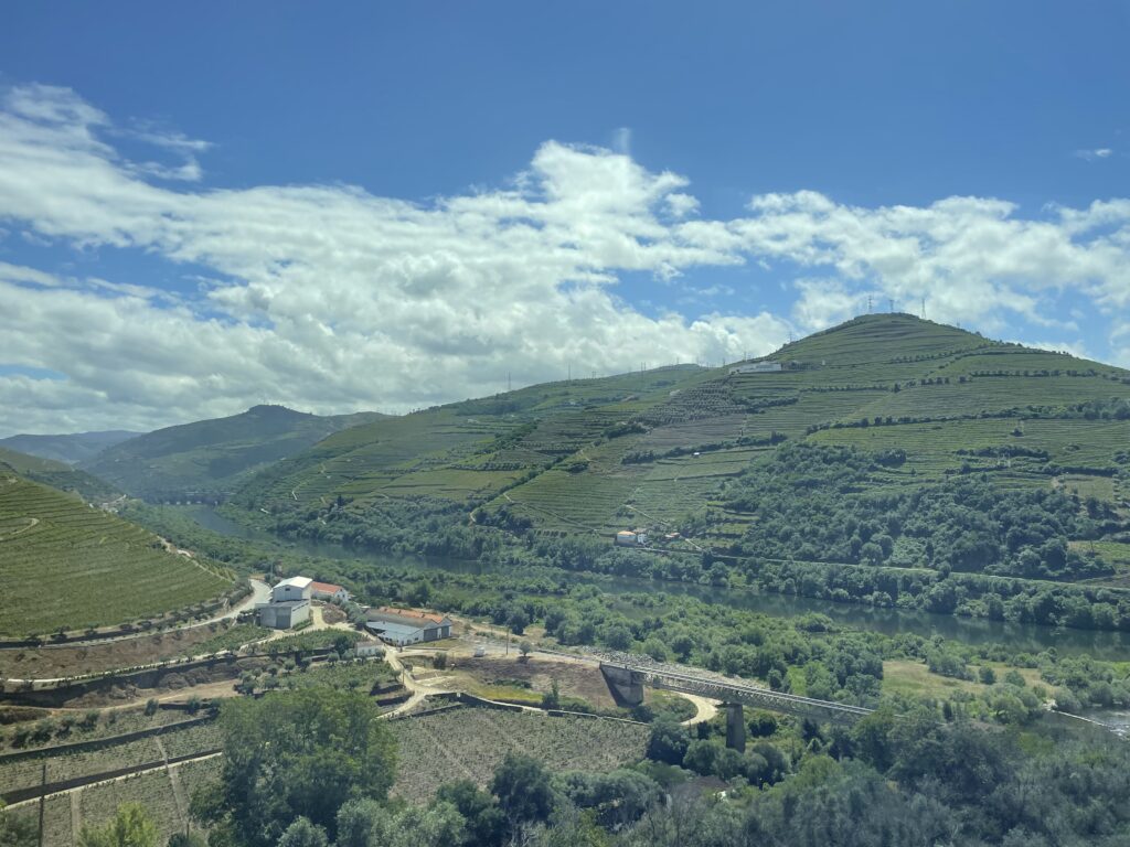 Terraced vineyards